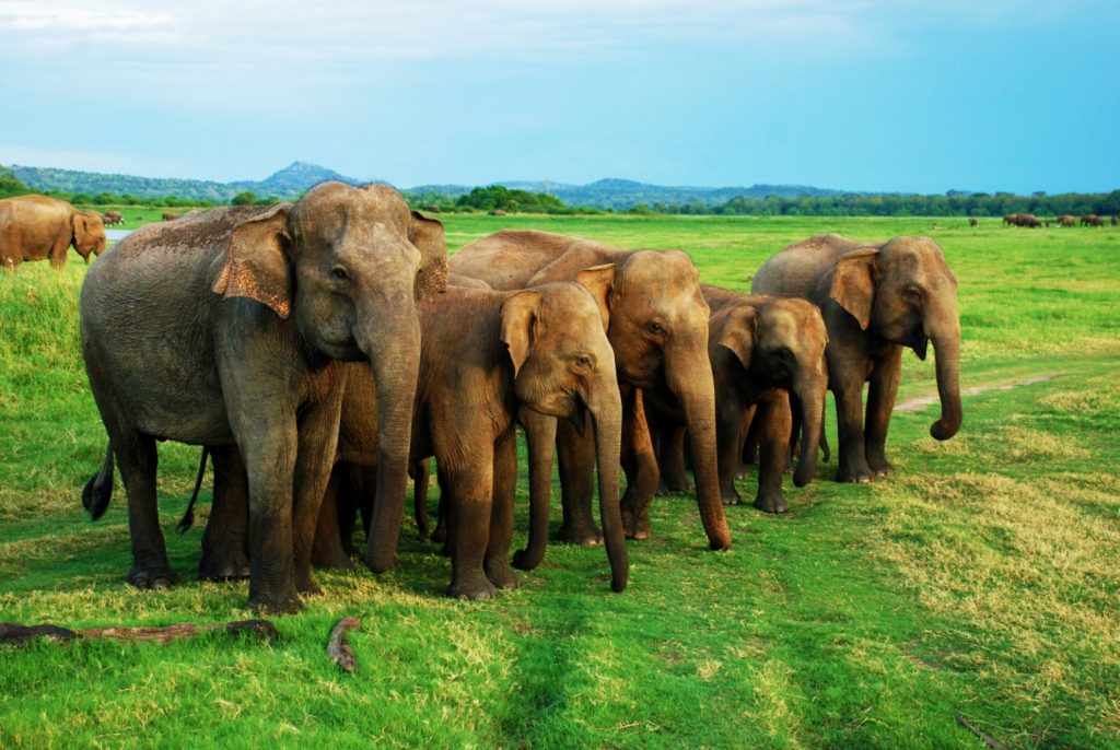 Sri-Lanka-minneriya-national-park-excursion-3
