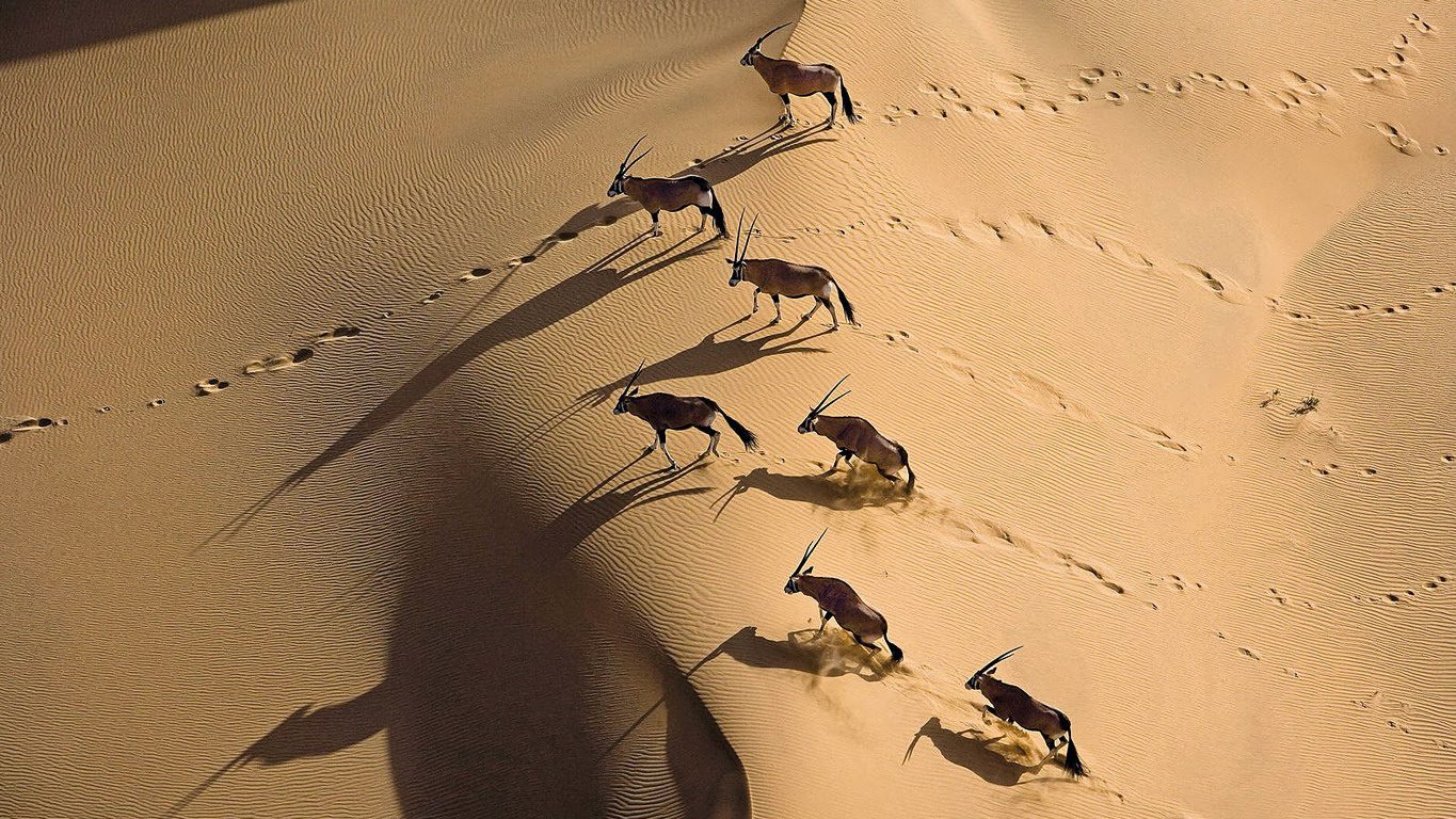 oryxen-dunas-namibia-20