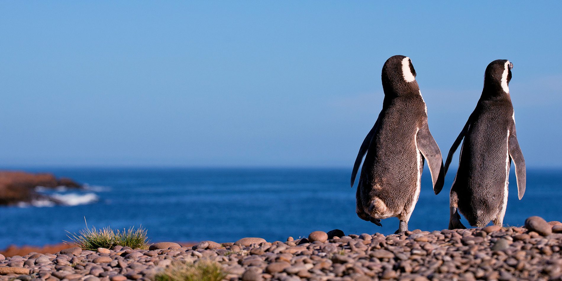patagonia-magellanic-penguins-7