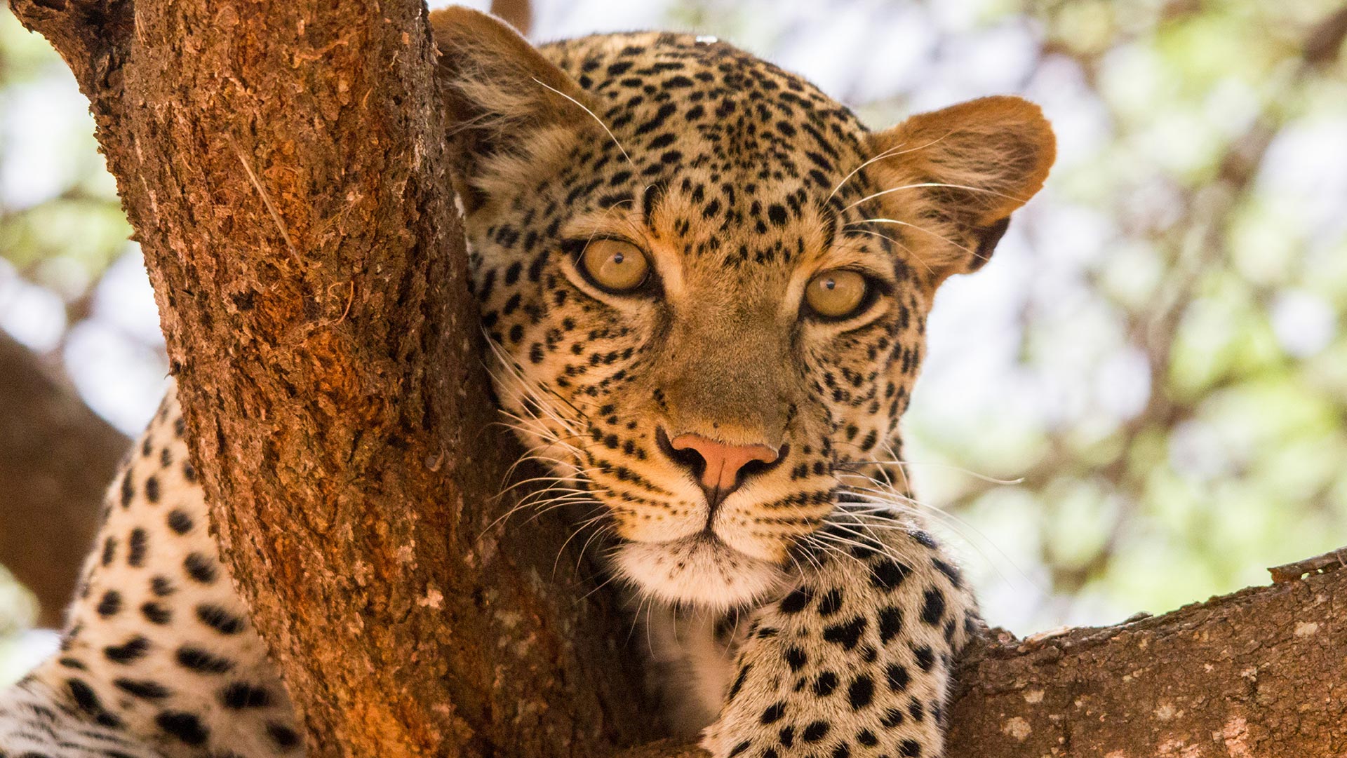 tanzania-leopardo-20