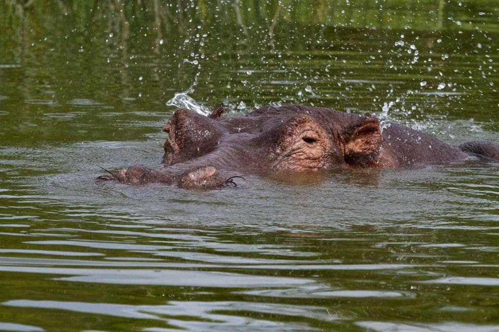 hipopotamo-uganda-1-1-985x656-1-27