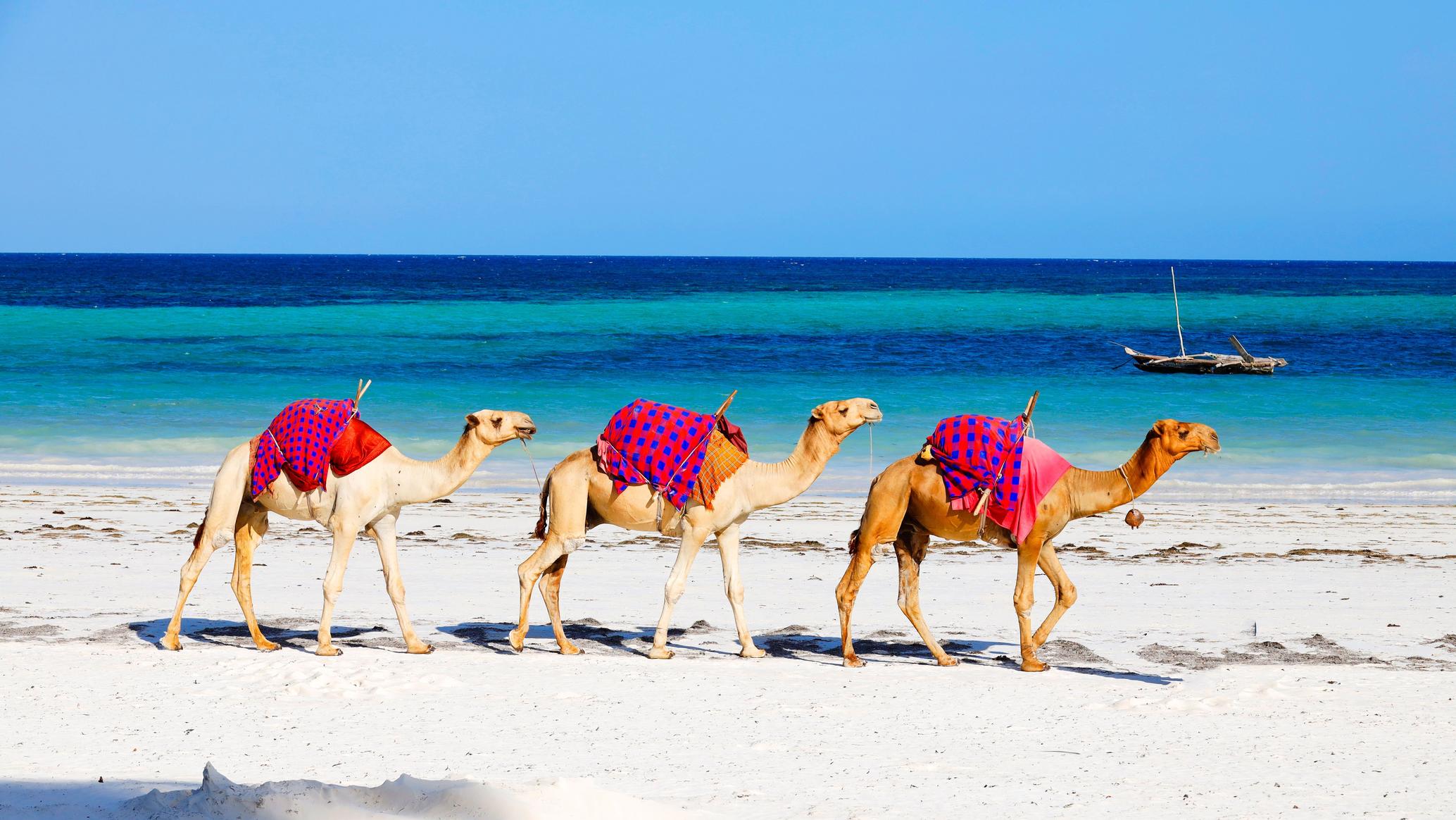 kenia-diani-beach-camellos-2